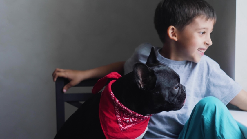boy child sits next to a black French bulldog and feeds ice cream in a cup. sitting at home next to the window of the house. Royalty-Free Stock Footage #1096387645