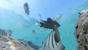 underwater video of a man in a snorkeling mask swimming near a coral reef with tropical fish in the background