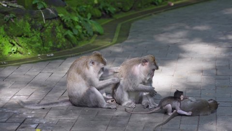 Typical family time of wild Macaques in Bali, Indonesia Stockvideó