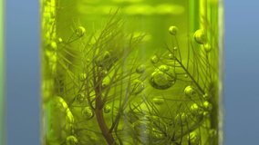 Scientists are researching algae energy for reliable biofuel source.
 - Powered by Shutterstock - Get 15% off with code: PIKWIZARD15