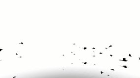 silhouette bird on white background. silhouette black bird fly white screen. design for animation, group, isolate, animal, human, silhouette bird, fly.
