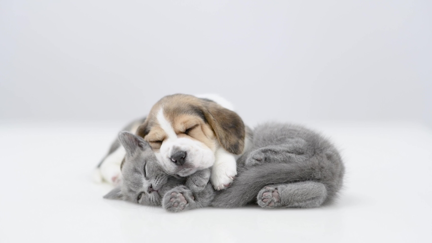 Beagle puppy sleeps with young kitten. isolated on white background | Shutterstock HD Video #1096409765