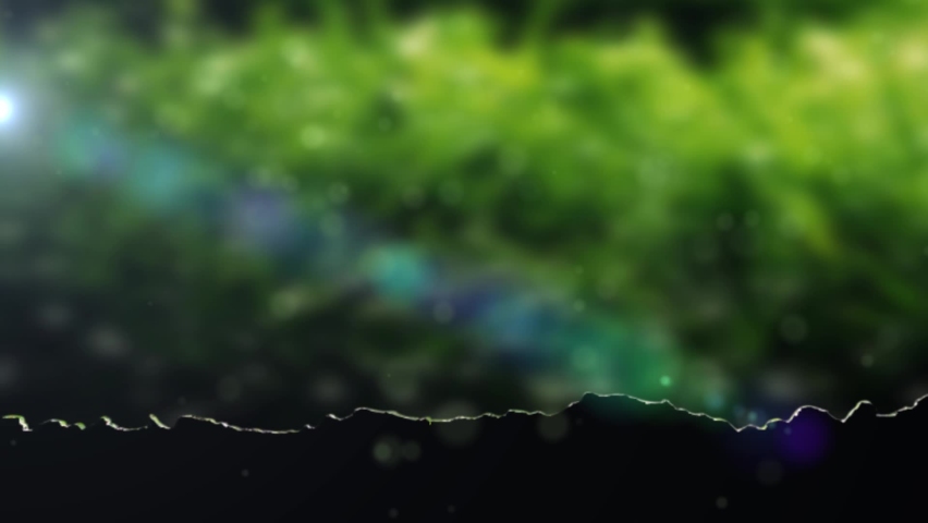 grass seeds sprout and grow