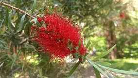 4k video, A red flower blooming on a weeping callistemon or red bottle bushes, in early spring in a park area.