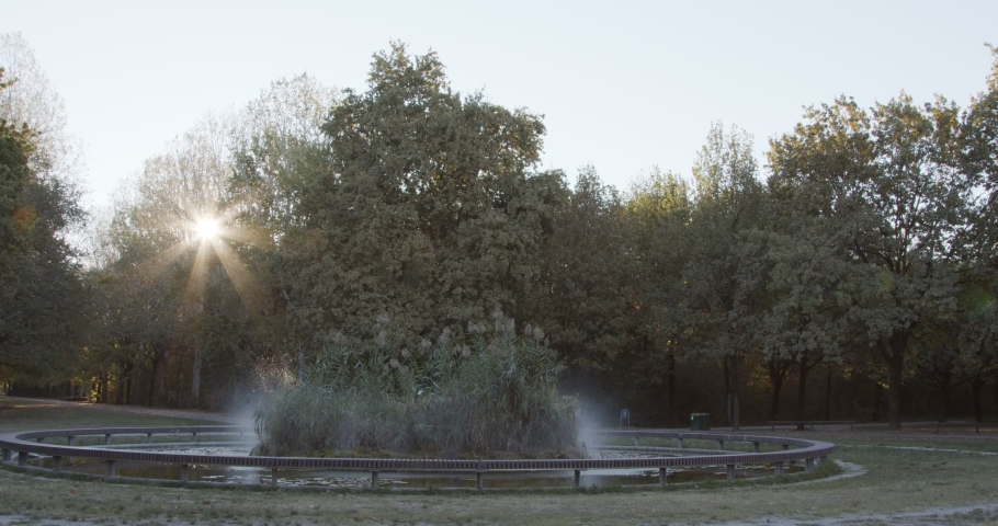 woman with dog in park, morning light