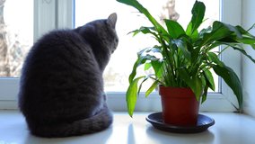 Gray cat and green indoor flower on the windowsill. Video. Close-up.
