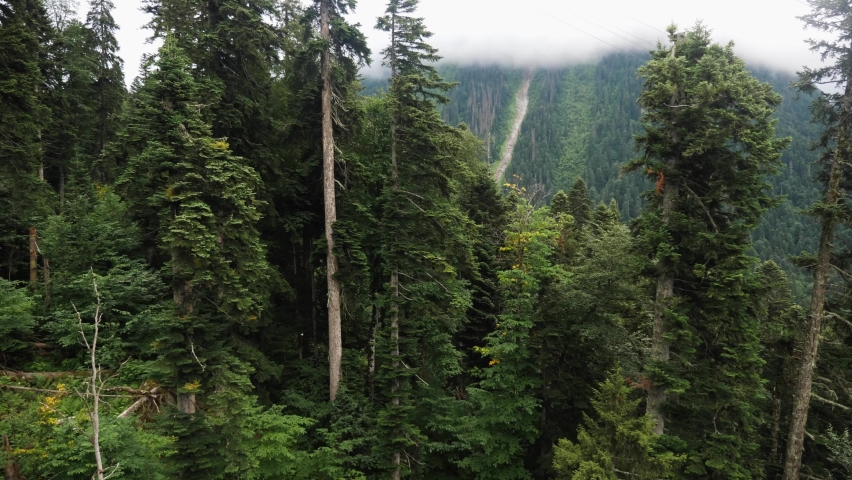 cable car goes over the coniferous forest and the mountain in dombay in summer with heavy fog