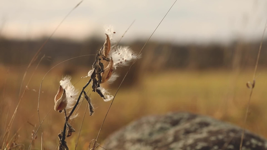 Milkweed seeds blowing in the wind. A milkweed plant growing in Ontario, Canada.