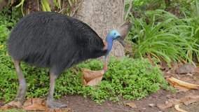 a tracking clip of a southern cassowary walking in the grounds of a caravan park at etty bay of queensland , australia