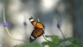 Close up of butterfly on blooming petal flower in garden with morning light
