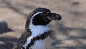 A beautiful penguin is sunbathing and cleaning itself. A great video of a beautiful animal.