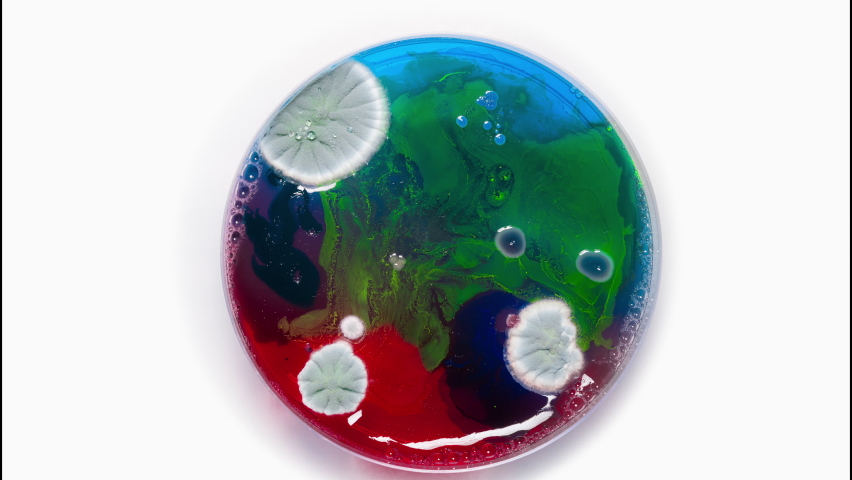 Timelapse: A colony of mold in a petri dish on a white background. Production of penicillin or bacterial virus. Macro view of mycelium, spores in the laboratory. Mold green, blue and red microbiology Royalty-Free Stock Footage #1096439629