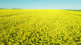 Field with flowers of rapeseed for industrial purposes against backdrop of Balkan Mountains in