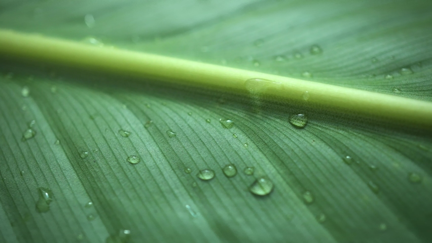 Detailed Macro Texture Green Leaves Water Drops Royalty-Free Stock Footage #1096445559