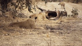 Incredible close-up of a group of lionesses eating a freshly killed African buffalo. One of the best wild hunting scenes in the real African savannah.  