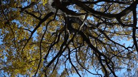 Beautiful crown of a huge oak tree with yellow leaves. Video. Roll 360. Camera Rotation	