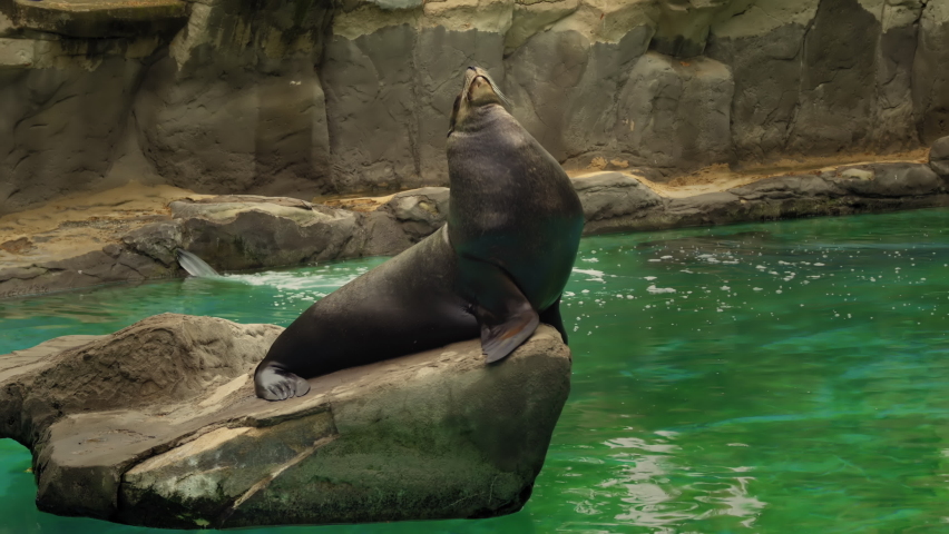 The California Sea Lion Lies On Rocks Near Pond And Basks In Sun. High quality 4k footage