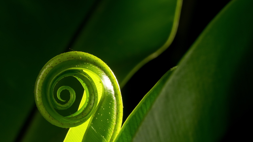 Fern unfurling, spiral unwinding vivid green plant. Birds nest backlit camera follow.