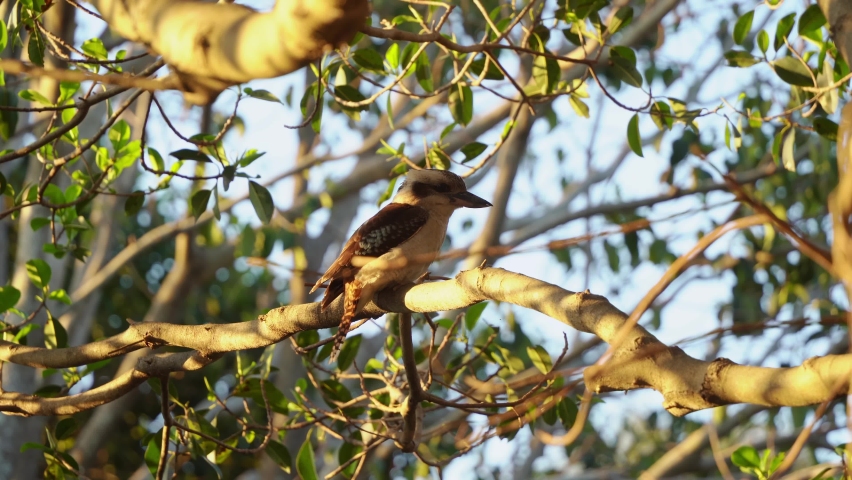 Wild laughing kookaburra, dacelo novaeguineae terrestrial tree kingfisher spotted perching on tree branch in its natural habitat at sunset golden hours, handheld motion close up shot.