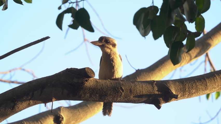 Cute little laughing kookaburra, dacelo novaeguineae perching on tree bough at beautiful sunset golden hours, alerted by surrounding and suddenly fly away,