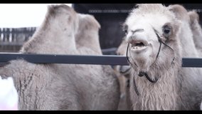 HD video of a camel standing in a pen, in an eco park.