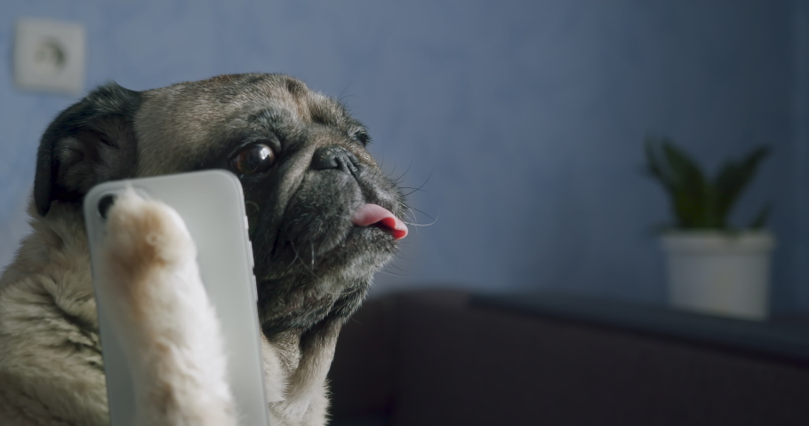 Funny pug dog receive disturbing, confused telephone call.  Look like unpleasant, bad news on smartphone worried, feeling shocked. Funny pet, dog smartphone concept. Dog talking on phone, listening Royalty-Free Stock Footage #1096474675