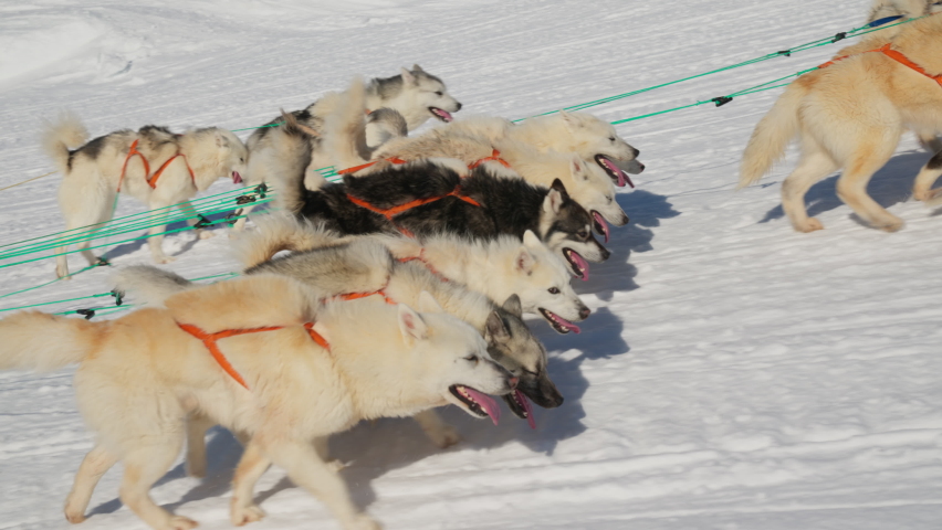 Sled Dogs, Huskies, Snow, Row, Walking