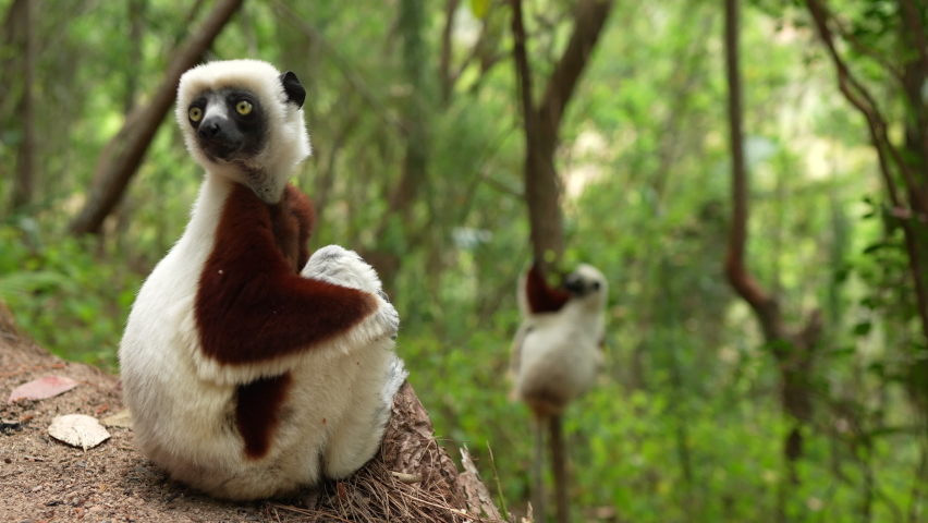 Coquerel's sifaka, Propithecus coquereli, cute big lemur monkey Reserve Peyrieras. White brown sifaka in the nature habitat, widlife Madagascar. Lemurs in the forest, jump on the tree, animal. Royalty-Free Stock Footage #1096477447