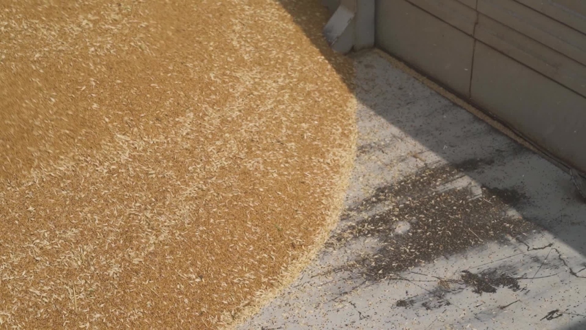 Corn being unladed fron a combine into a grain wagon.