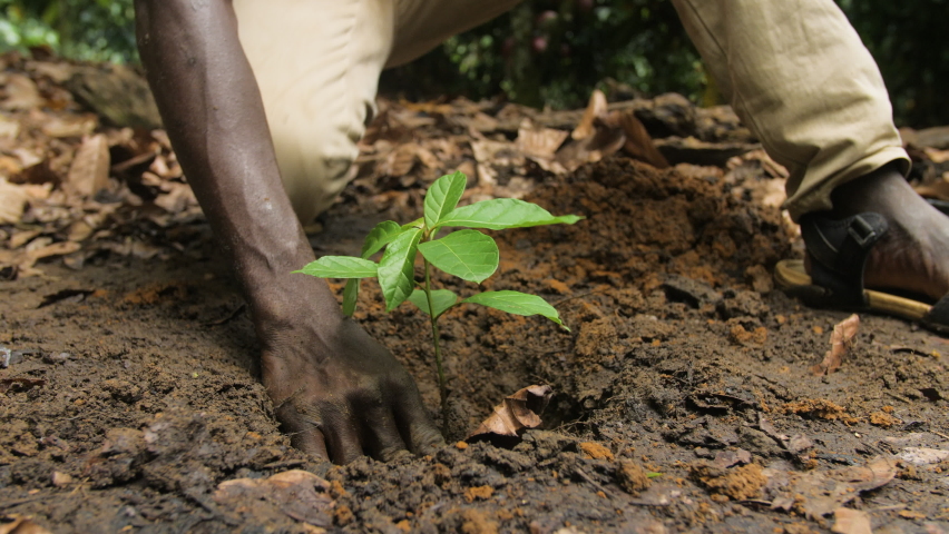 A man planting a new cocoa tree in the ground, in Ivory Coast Royalty-Free Stock Footage #1096479241
