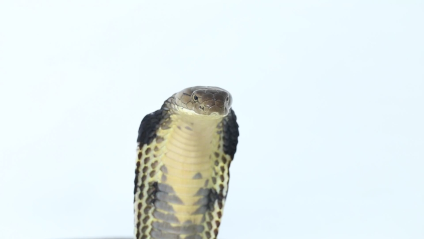 King Cobra (Ophiophagus hannah), a poisonous snake native to southern Asia isolated on white background
