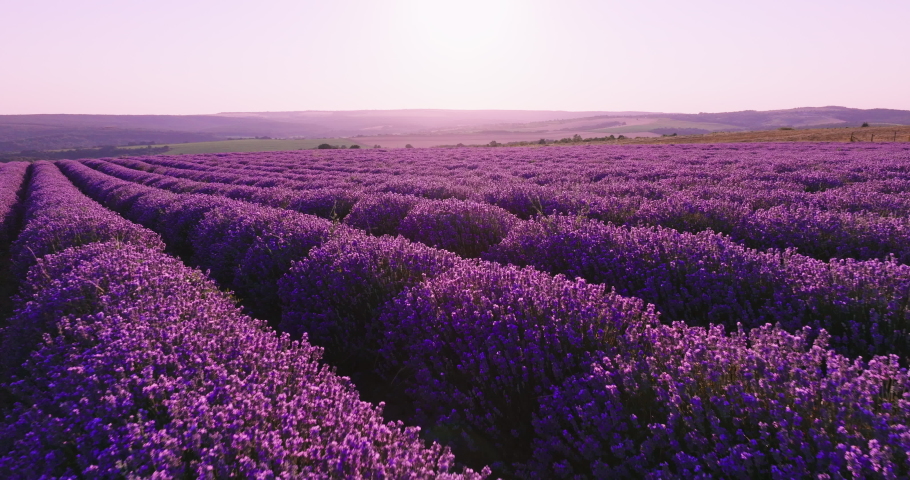 Smooth rows of lavender plants. Lavender blooming flowers bright purple field aerial view drone flying back with blue sky sunset. Last rays of sun. Lens flare. Lavender Oil Production. Aromatherapy Royalty-Free Stock Footage #1096481547
