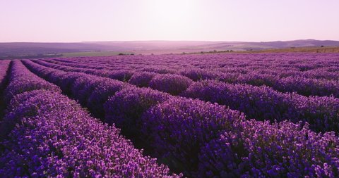 Smooth rows of lavender plants. Lavender blooming flowers bright purple field aerial view drone flying back with blue sky sunset. Last rays of sun. Lens flare. Lavender Oil Production. Aromatherapy Video stock