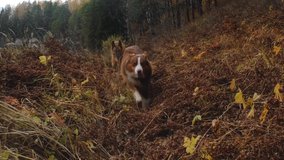 Two dogs have fun in nature in autumn. Australian and German Shepherd run along trail among tall dry grass. River flows nearby. Front view of happy dog faces. - Powered by Shutterstock - Get 15% off with code: PIKWIZARD15