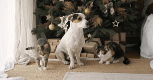 Dog and cat at home. Christmas decorations and gifts behind.