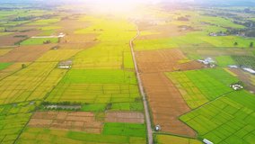 Aerial view of agriculture in green and yellow rice fields for cultivation during sunlight. Thai rice is a commodity that is exported all over the world. Agricultural Industry in Chiang Mai, Thailand
