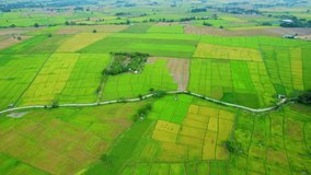 Aerial video of drones flying over rice fields and beautiful landscapes (Chiang Mai Province, Thailand). mountains in the background. Fresh green scenery. nature background. 4k
