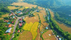 Aerial drone footage of rice field and farmer village at Nan Province, Northern Thailand. homestay for tourists to stay and learn about the lifestyle of agriculturist. travel concept. 4k. drones

