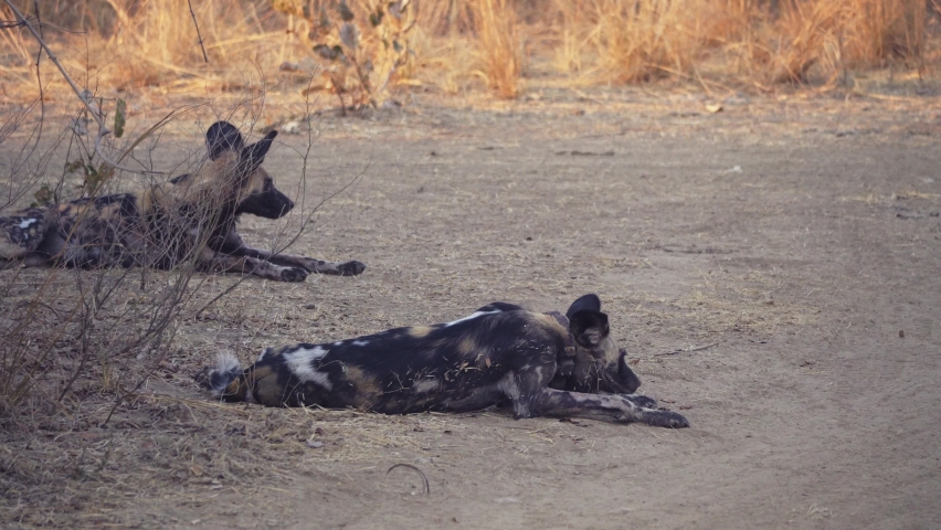 Amazing close-up of a herd of wild dogs in the african savannah