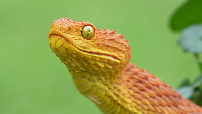 Bush Viper snake (Atheris Squamigera) opening and closing mouth in 4k slow motion. Royalty-Free Stock Footage #1096492827