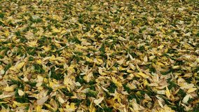 A video clip of autumns fallen leaves.