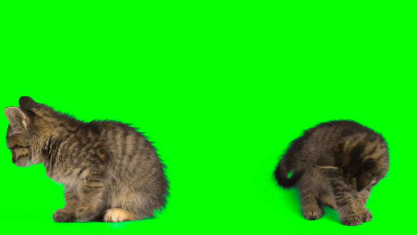 cat kitty set on green background screen isolated Royalty-Free Stock Footage #1096497443
