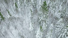 Aerial view of pine tree winter forest. Clip. Flying above snow covered tree tops.