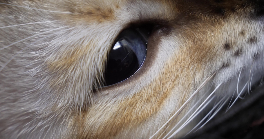 Blue eye of a red tabby cat close-up. Cat