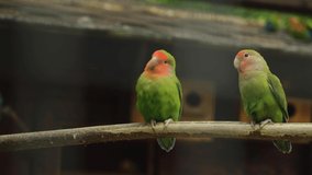 Parrots in the zoo close-up. Funny tropical birds are sitting on a branch and posing for the camera. Green colorful parrots are cleaning their feathers and napping. The concept of caring for nature