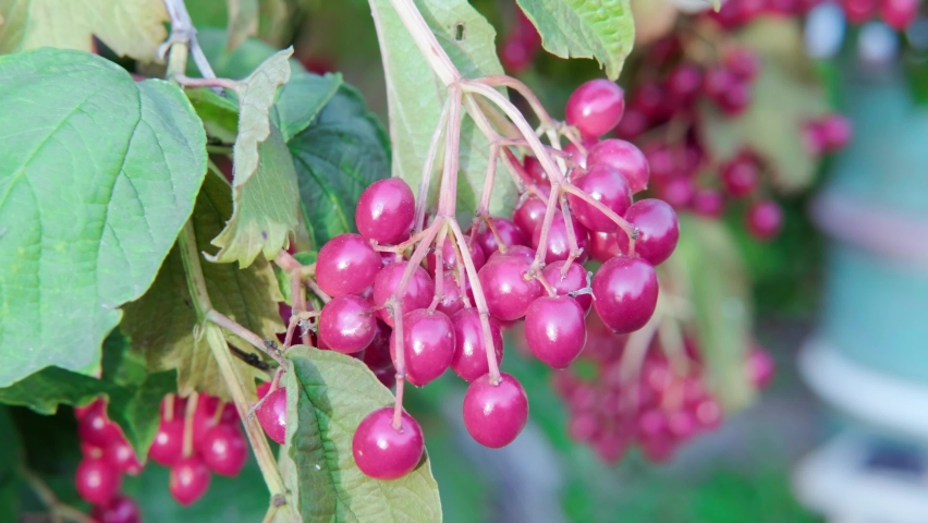 Bunches of red berries of viburnum or viburnum on a tree. Selective focus.