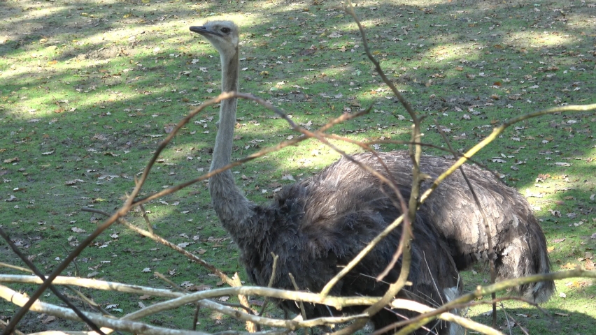 Darwin's rhea, Rhea pennata also known as the lesser rhea.