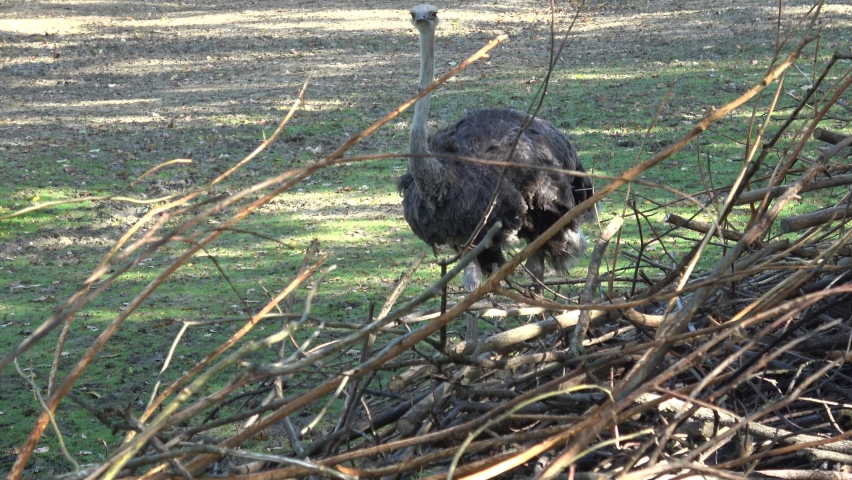 Darwin's rhea, Rhea pennata also known as the lesser rhea.