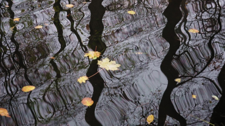 Clear Water with Autumn Leaves, Calm Autumn River, Cold Dark Lake, November Meditative Video