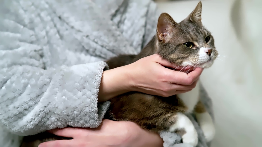 A happy cat in the hands of the owner, a wonderful comfortable dream from the owner, stroking his hand. Royalty-Free Stock Footage #1096519653